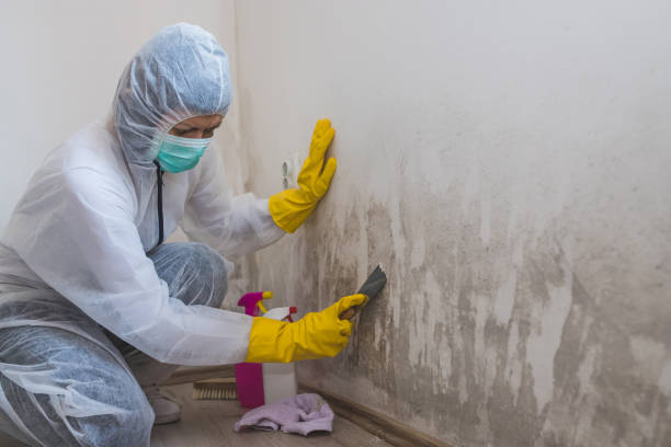 Best Toxic Mold Removal  in Southern View, IL