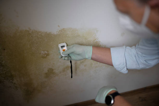 Best Affordable Mold Removal  in Southern View, IL