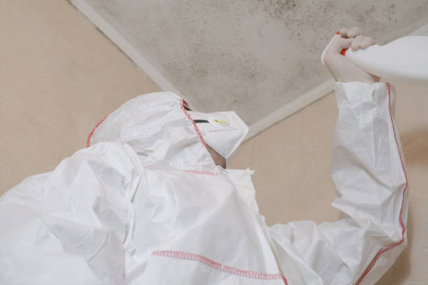 Mold Removal Process in Southern View, IL