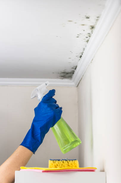Best Toxic Mold Removal  in Southern View, IL